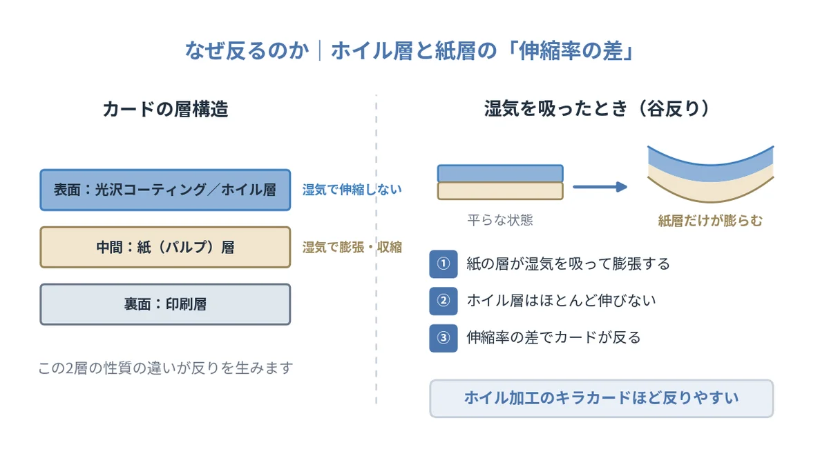 ポケモンカードの層構造と反りが起きる仕組みの図解。紙層は湿気で膨張しホイル層は伸びないため反りが生じる